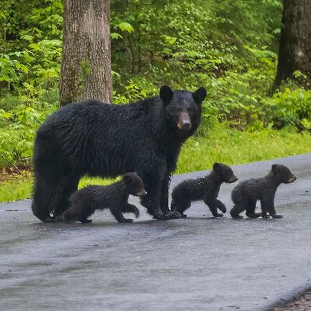 Ober Hideaway, Hot Tub, Wifi, 1089 Free Tickets Each Paid Day, Dollywood And More Gatlinburg Bagian luar foto